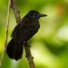 Mravencik kostaricky - Thamnophilus bridgesi - Black-hooded Antshrike 1604